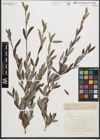 Foto von Salix purpurea L.